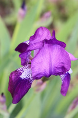 Iris violet on a light green vegetable background vertically.  Iridaceae Family.