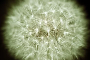 Abwaschbare Fototapete Dandelion close up © Benito