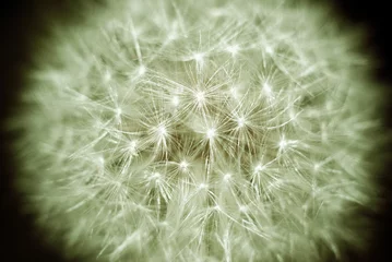 Poster Dandelion close up © Benito