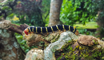 Caterpillar