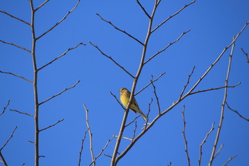Yellowhammer