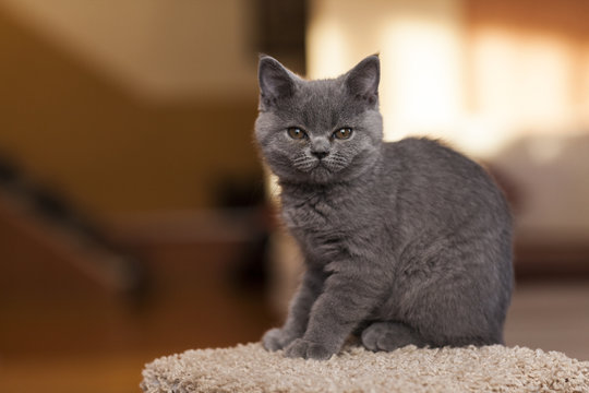 Котенок британской вислоухой кошки