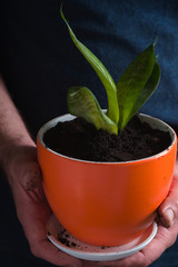 Man planted a flower with green leaves in a pot