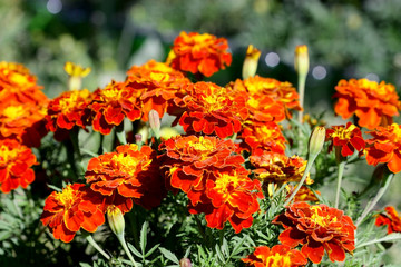 Bright red orange marigolds  growing on the street a close up horizontally . Flower vegetable background horizontally .Tagetes.Marigold.
