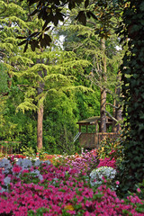 Fototapeta na wymiar Springtime in North Carolina. Azaleas and Rhododendrons everywhere.