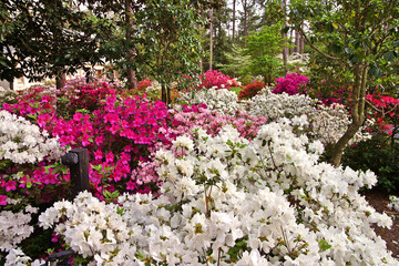 Springtime in Pinehurst, North Carolina. Azaleas and Rhododendrons everywhere.