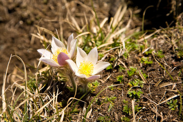 White springtime flowers in the high mountain tundra of Switzerland