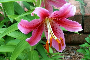 Star Gazer flowers found in the springtime in Pinehurst, North Carolina.
