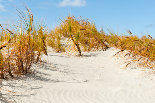 Stunning Mangawhai Heads sand dunes with golden sedge 