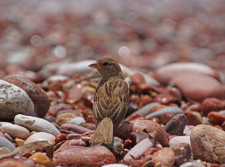 sparrow among red and white stones