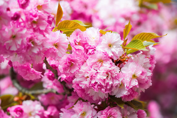 Harmony of nature created a composition with sakura.