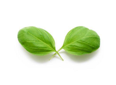 Basil leaves spice isolated on white background.