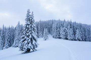 The path leads to the snowy forest.