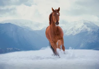 Tuinposter Red horse runs on snow on mountains background © ashva