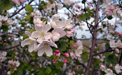 beauty Apple flower spring blossom tree pink 