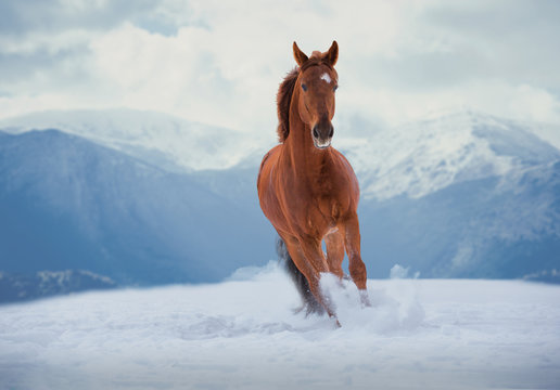 Fototapeta Red horse runs on snow on mountains background
