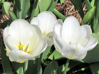 Thornhill white tulips 2013