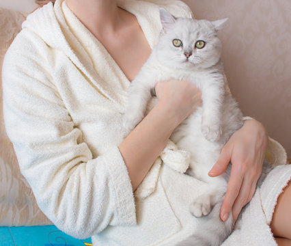 white British shorthair cat in the hands of a woman in a bathrobe