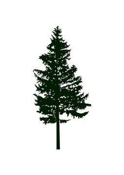 Silhouette of pine tree.