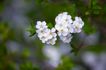 Branch with white blossoms on a gray background.