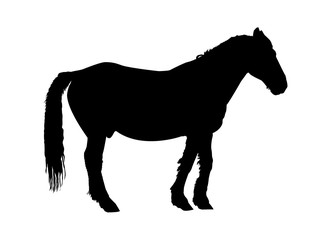 Silhouette of horse in profile.