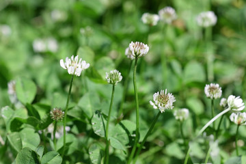 Fototapeta premium Lawn with the blossoming white Clover in sunny day. Close up. Macro. Vegetable background gorizontally. Fabaceae Family. Trifolium pratense.