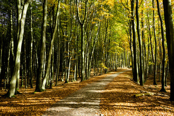 Obraz premium Lichter Wald, Wald, Buchen, Laub