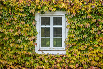 mit Efeu bewachsene Fenster von barocker Villa