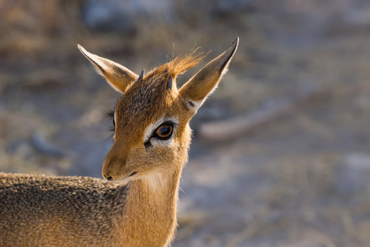 Portrait of Kirk's dik-dik (Madoqua kirkii), the smallest antelope of the savanna. Etosha national park, Namibia
