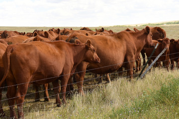 Beef cattle in pasture in ND