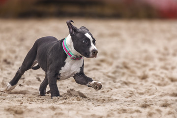 American Pitbull