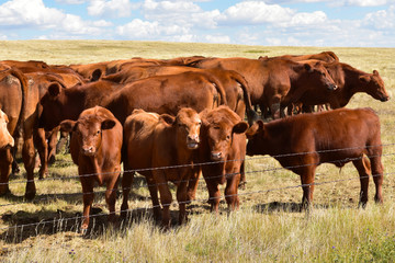 Beef cattle in pasture in ND