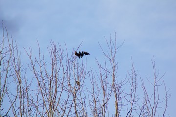 Silhouettes of birds on the tree.