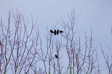 Silhouettes of birds on the tree.