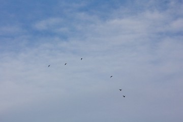 Bird silhouettes in the sky.