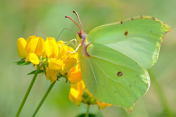 Butterfly on flower
