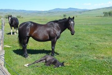 horse animal foal farm black summer