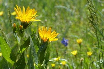 flowers yellow nature summer