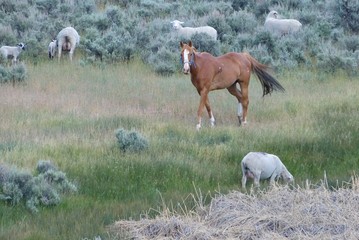 horse sheep ranch animals grass