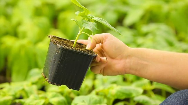 plants sous serre 