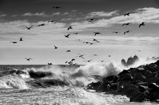 Fototapeta seagulls at the Baltic Sea