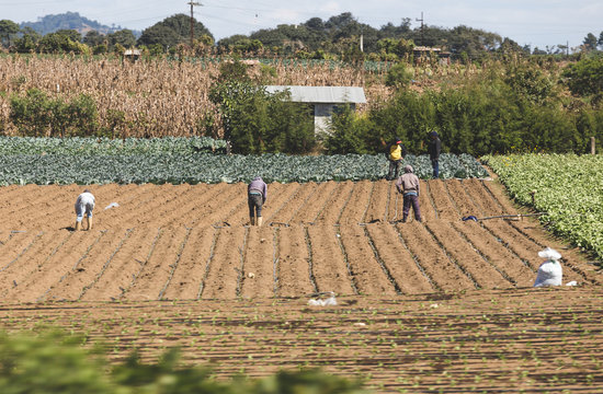Workers in a field in Guatemala