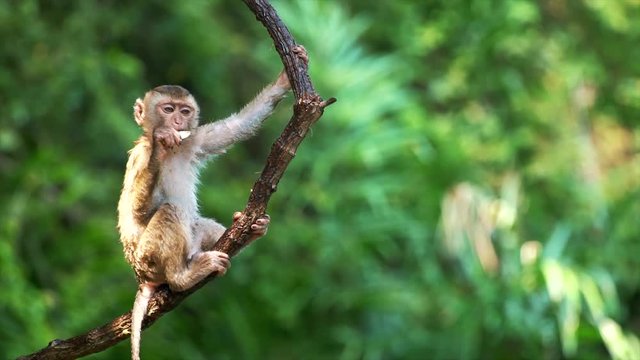 cute monkey hanging on liana in lowland rainforest