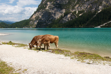 Fototapeta na wymiar Cows near lake