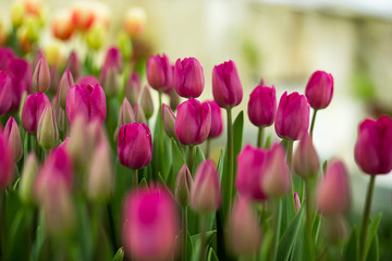 Obraz premium a lot of beautiful multicolored tulips growing on a field, in the garden, in the greenhouse,red,yellow,violet,orange,pink tulups,Springtime, lots of tulips,flowers concept