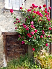 Fototapeta na wymiar flowers doorway Italy plant