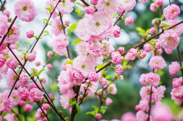 Fototapeta na wymiar Pink flowers on branch in spring garden.