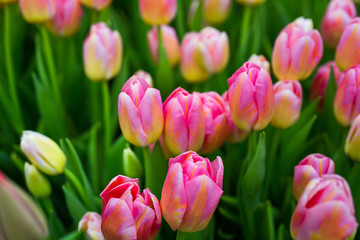 a lot of beautiful multicolored tulips growing on a field, in the garden, in the greenhouse,red,yellow,violet,orange,pink tulups,Springtime, lots of tulips,flowers concept