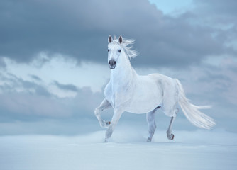 Obraz na płótnie Canvas White horse runs on snow on sky background