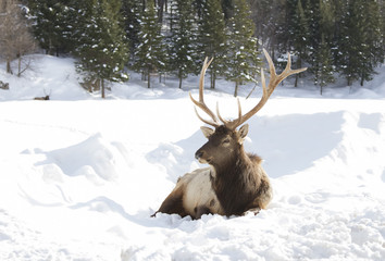 Bull Elk with large antlers resting in the winter snow
